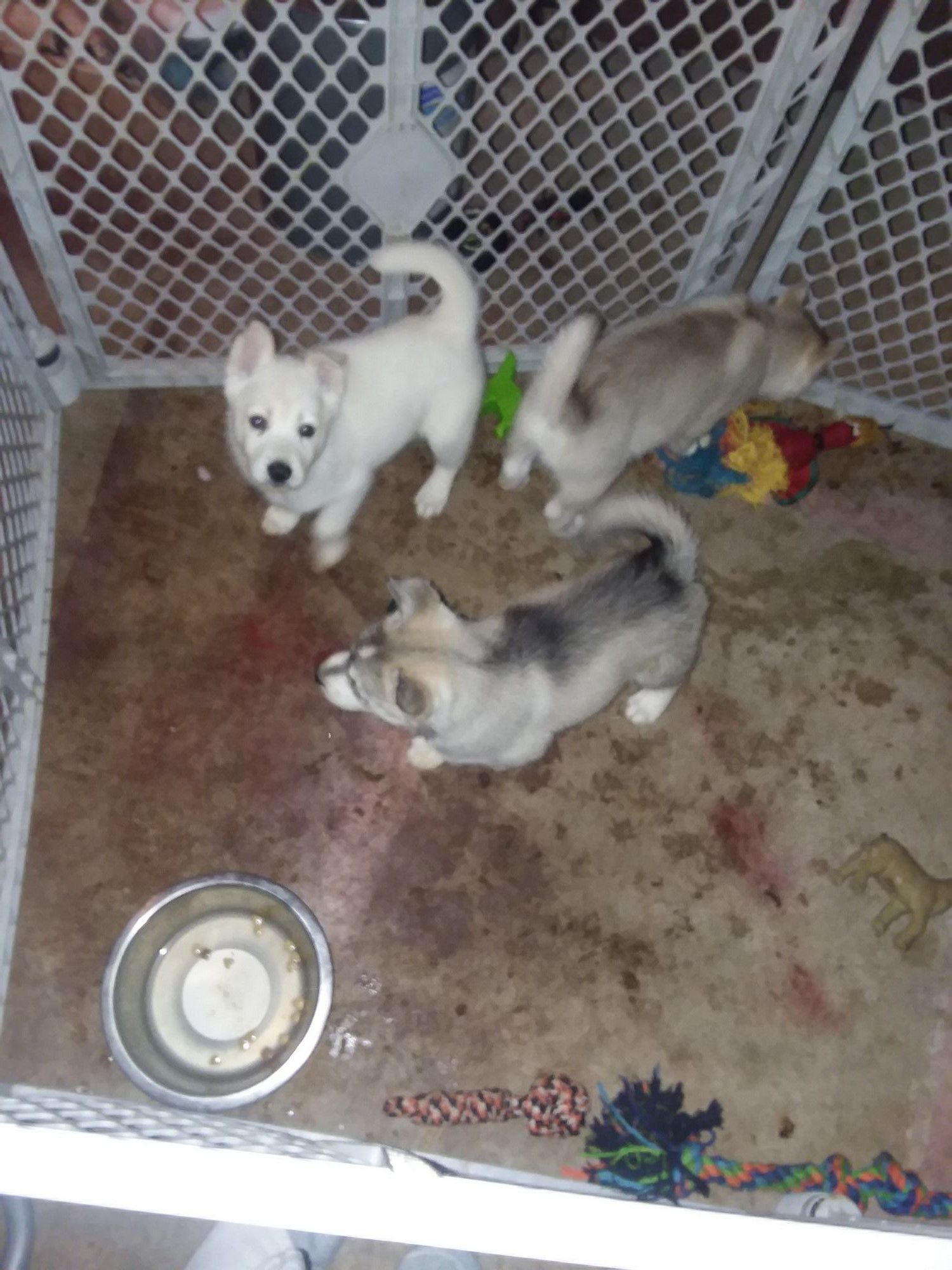 husky wolf puppies for